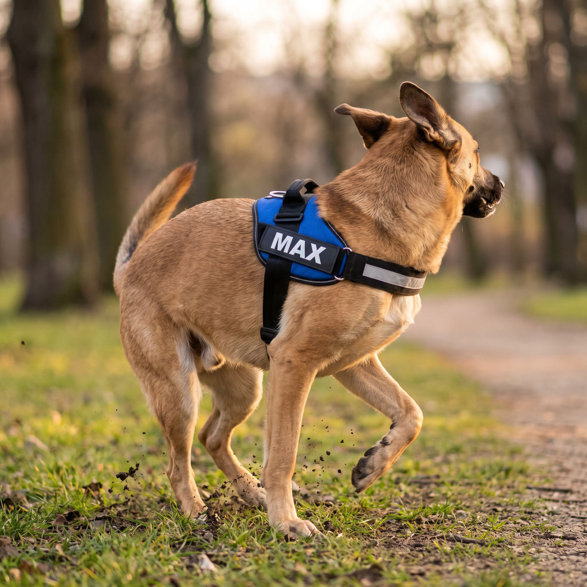 Dog turning at speed with the harness staying flat and centred, adjustable strap taut against the ribs
