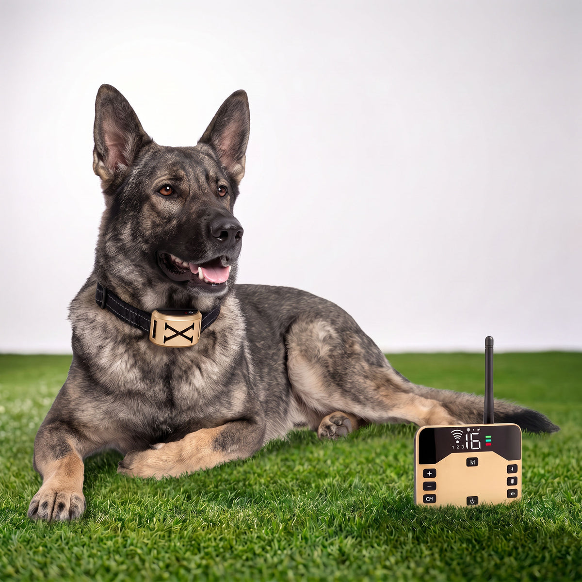 Black Labrador in the receiver collar on a white set with natural grass