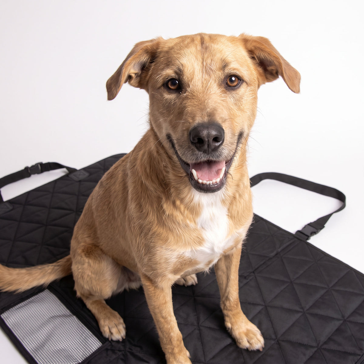 Dog car seat cover lifestyle close-up