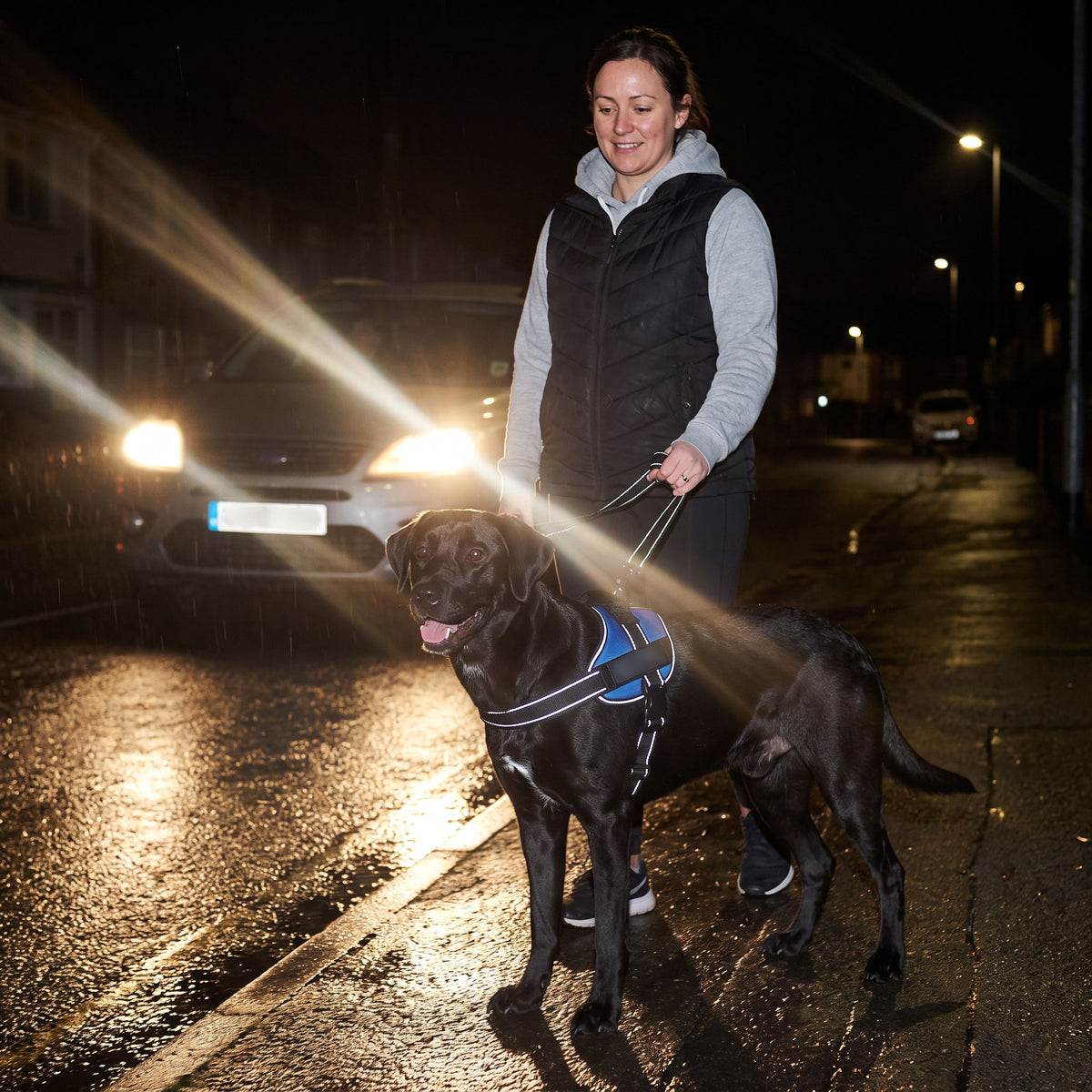 Black Labrador in the reflective harness at night, stitching catching car headlights
