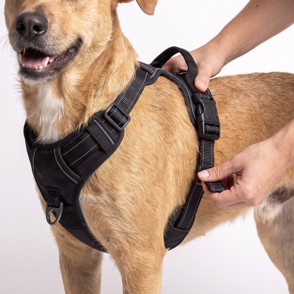 Denzo Pets