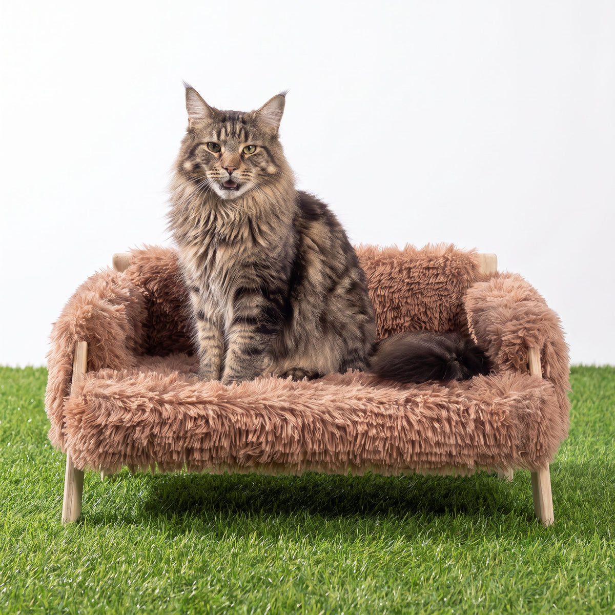 Maine Coon on the raised cat sofa bed with green grass in the background