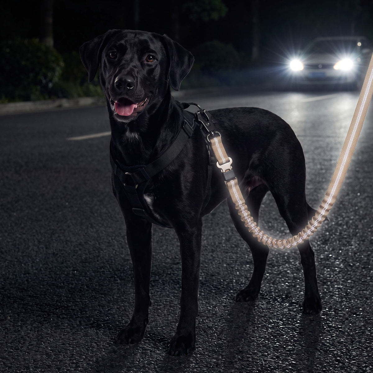 Black Labrador walking at night with a car approaching, the leash's reflective threading glowing in the headlights